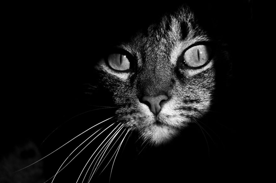 猫ネタ 神秘的で独特の世界観 モノクロ写真にうつる猫たち 13選 猫知る